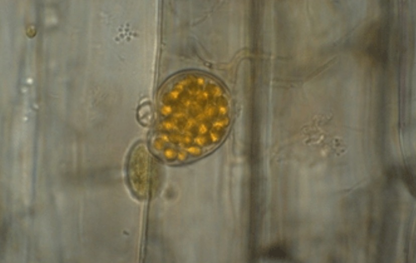 Представитель Семейства Endochytriaceae